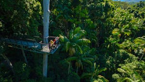 Tamborine Rainforest Skywalk Tamborine Rainforest Skywalk