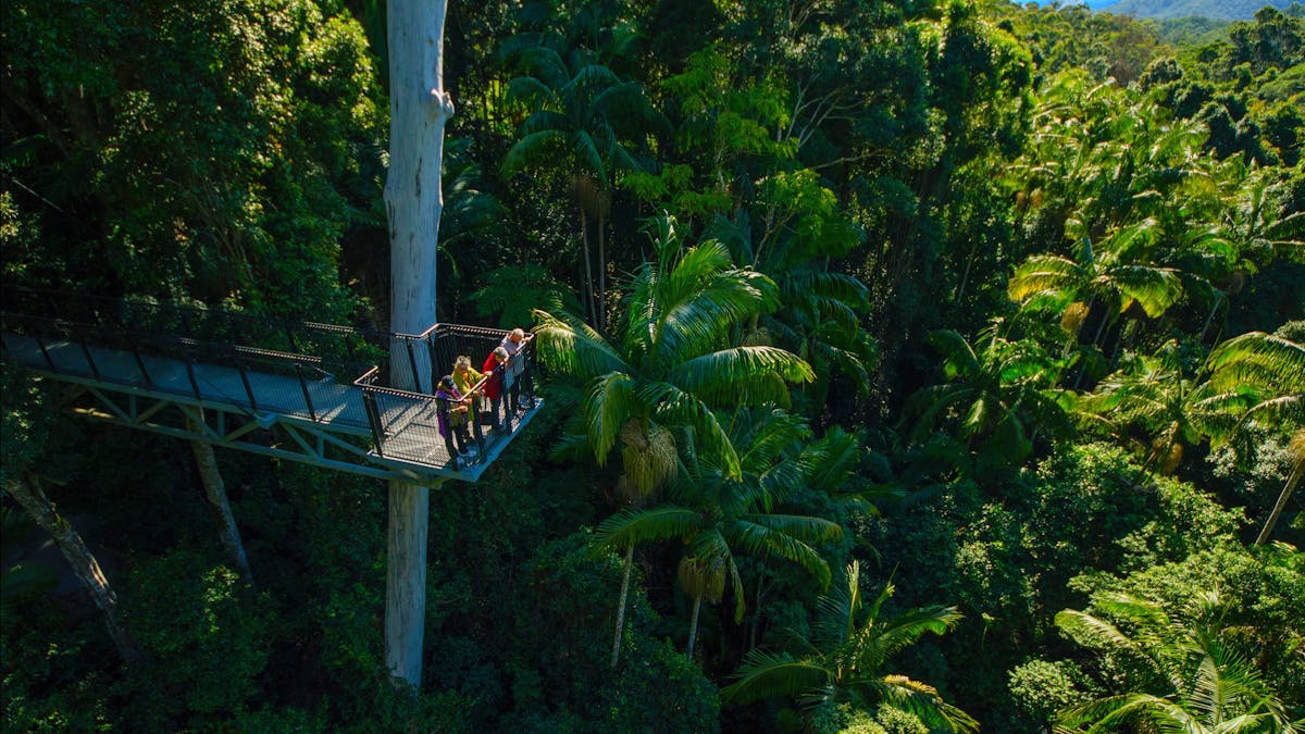 Tamborine Rainforest Skywalk