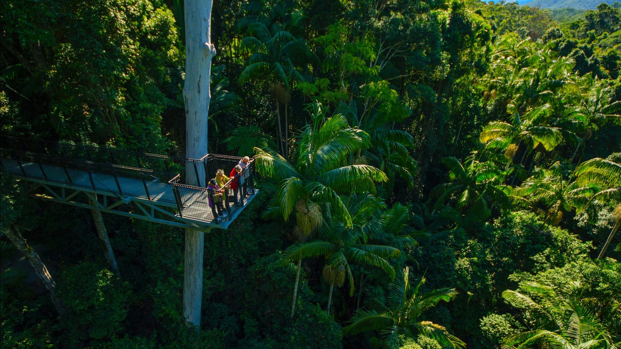 Tamborine Rainforest Skywalk Tamborine Rainforest Skywalk