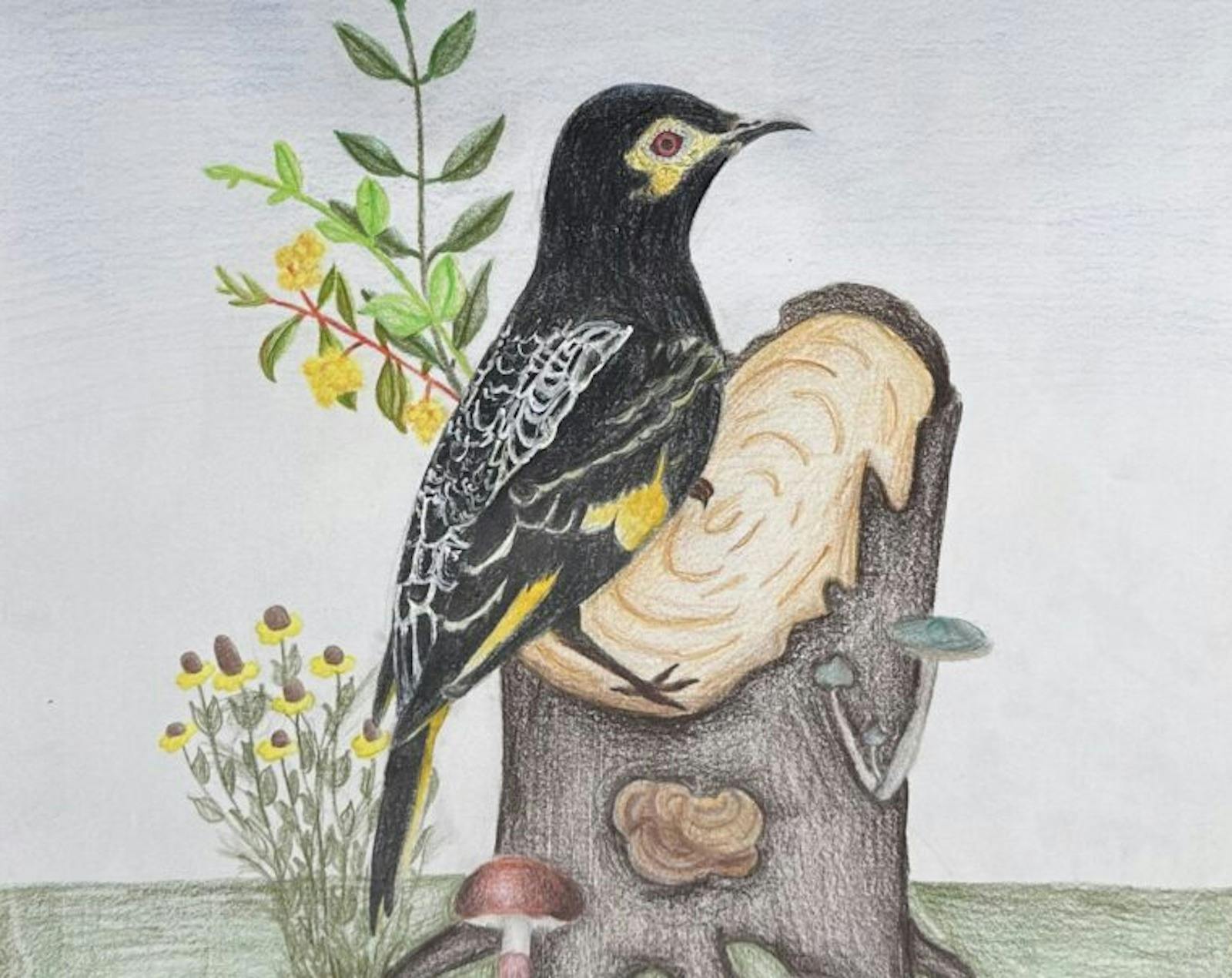 A child's drawing of a Regent Honeyeater bird