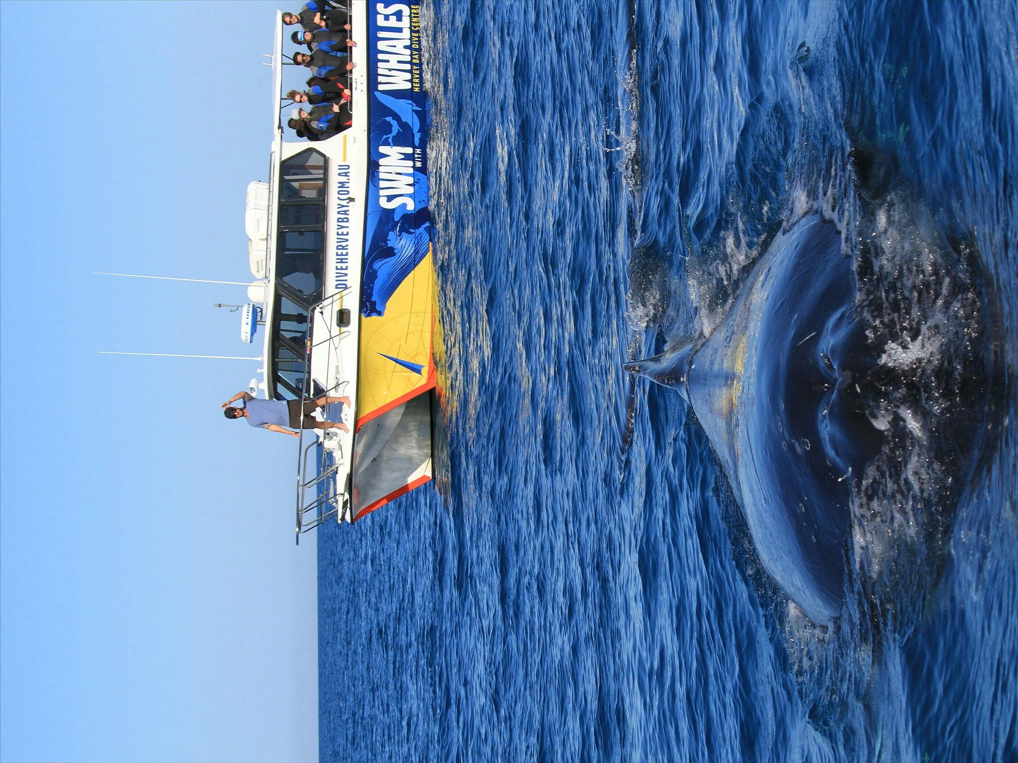humpback whale and utopia