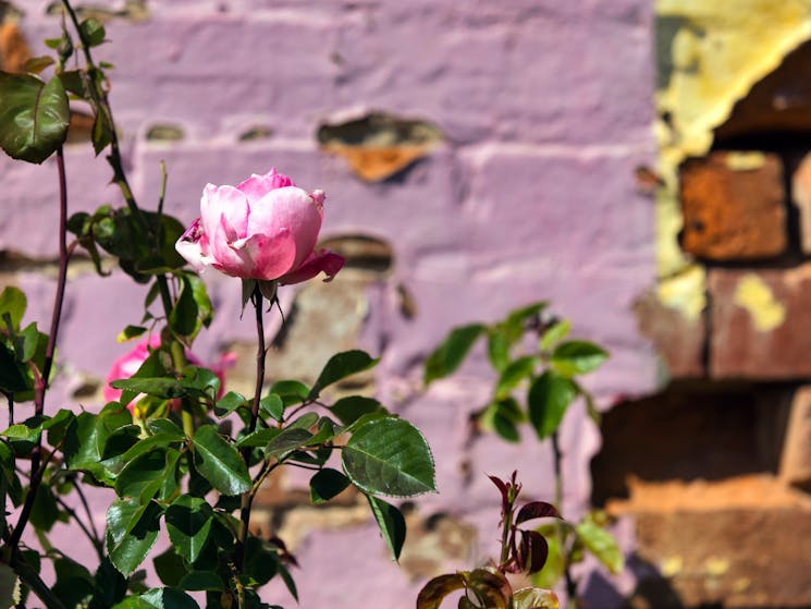 A pink rose on green foliage blooms in front of a mauve-painted brick wall