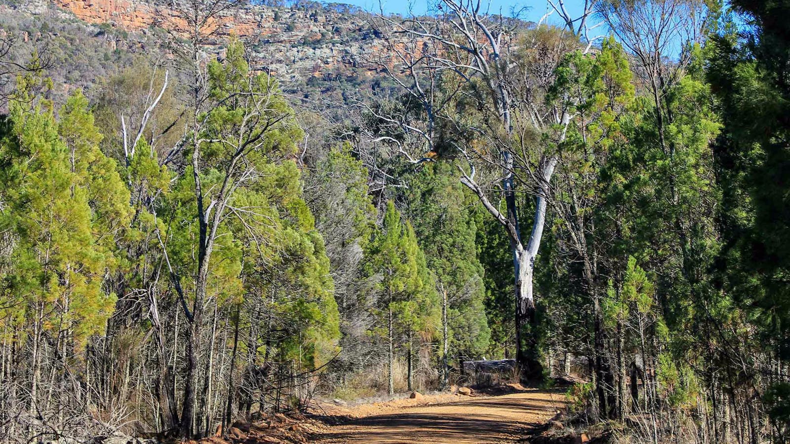 Weddin Gap to Black Spring Loop Trail