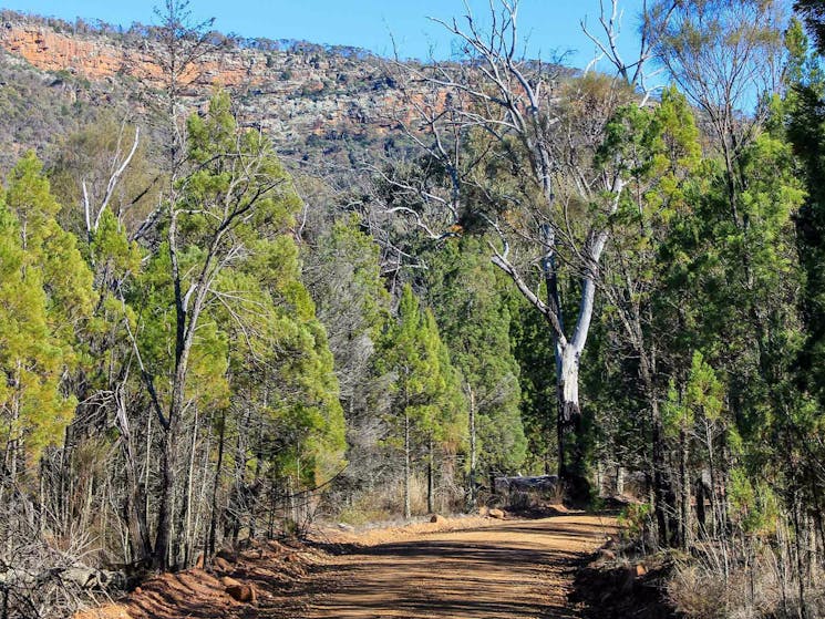 Weddin Gap to Black Spring loop trail, Weddin Mountains National Park. Photo: C Davis