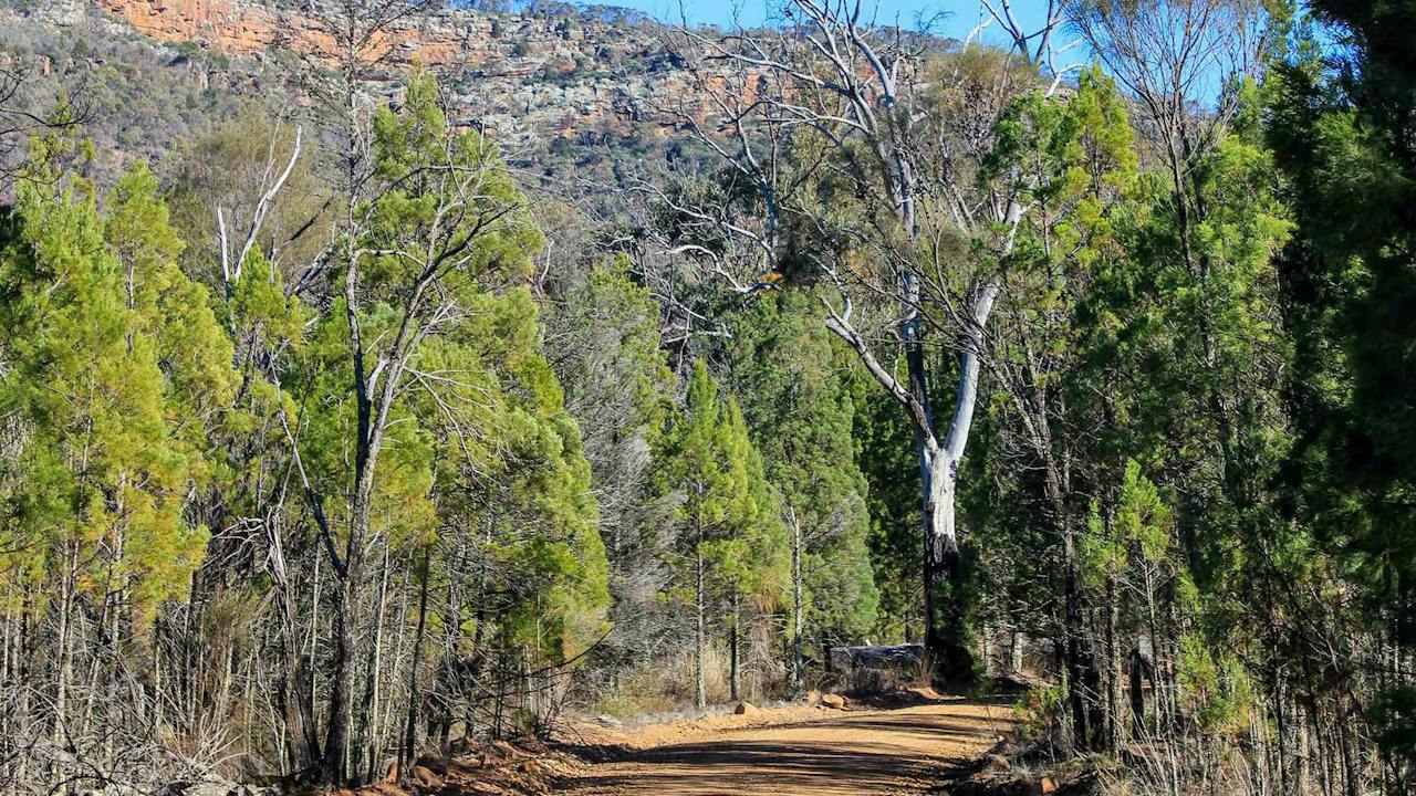 Weddin Gap to Black Spring Loop Trail