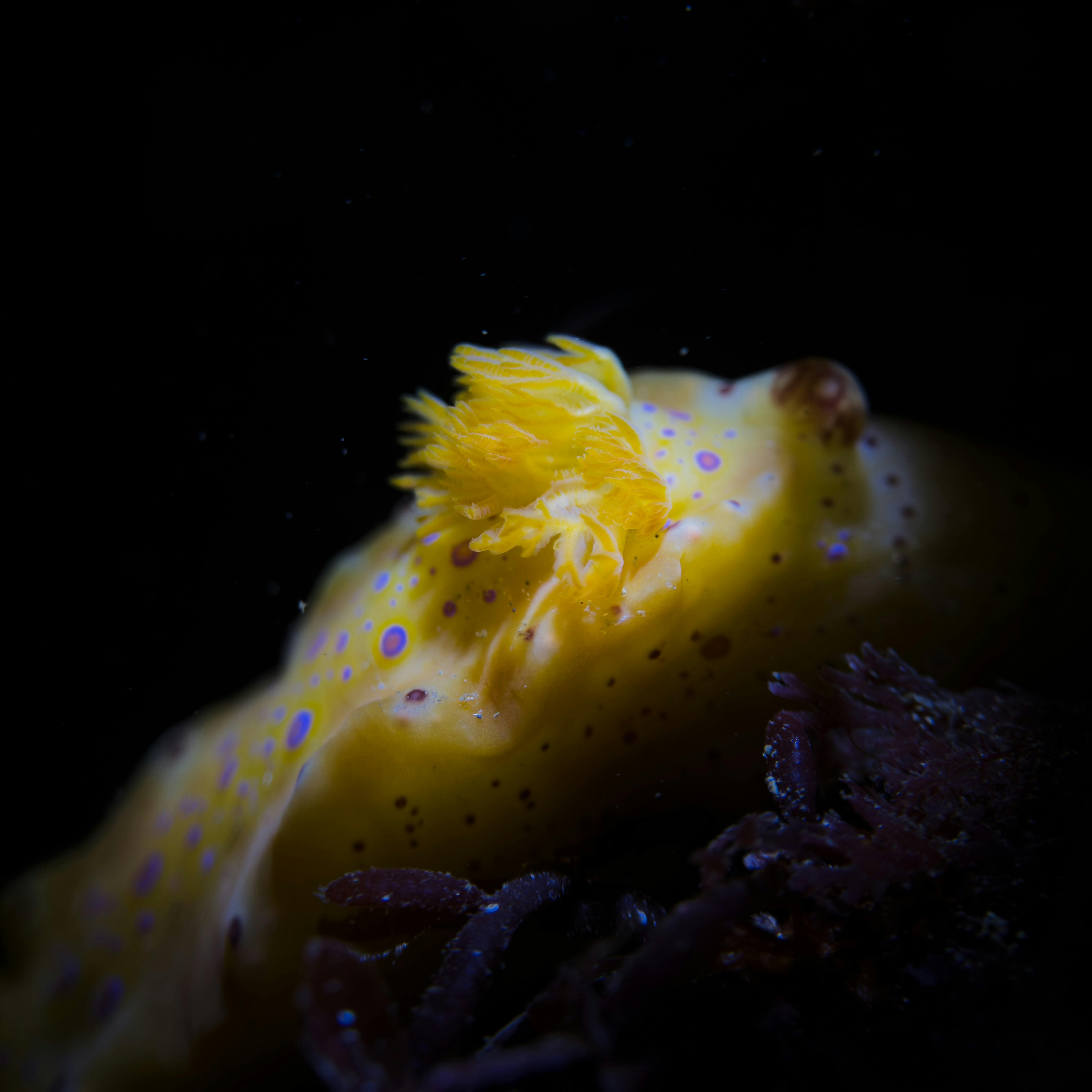 Nudibranch