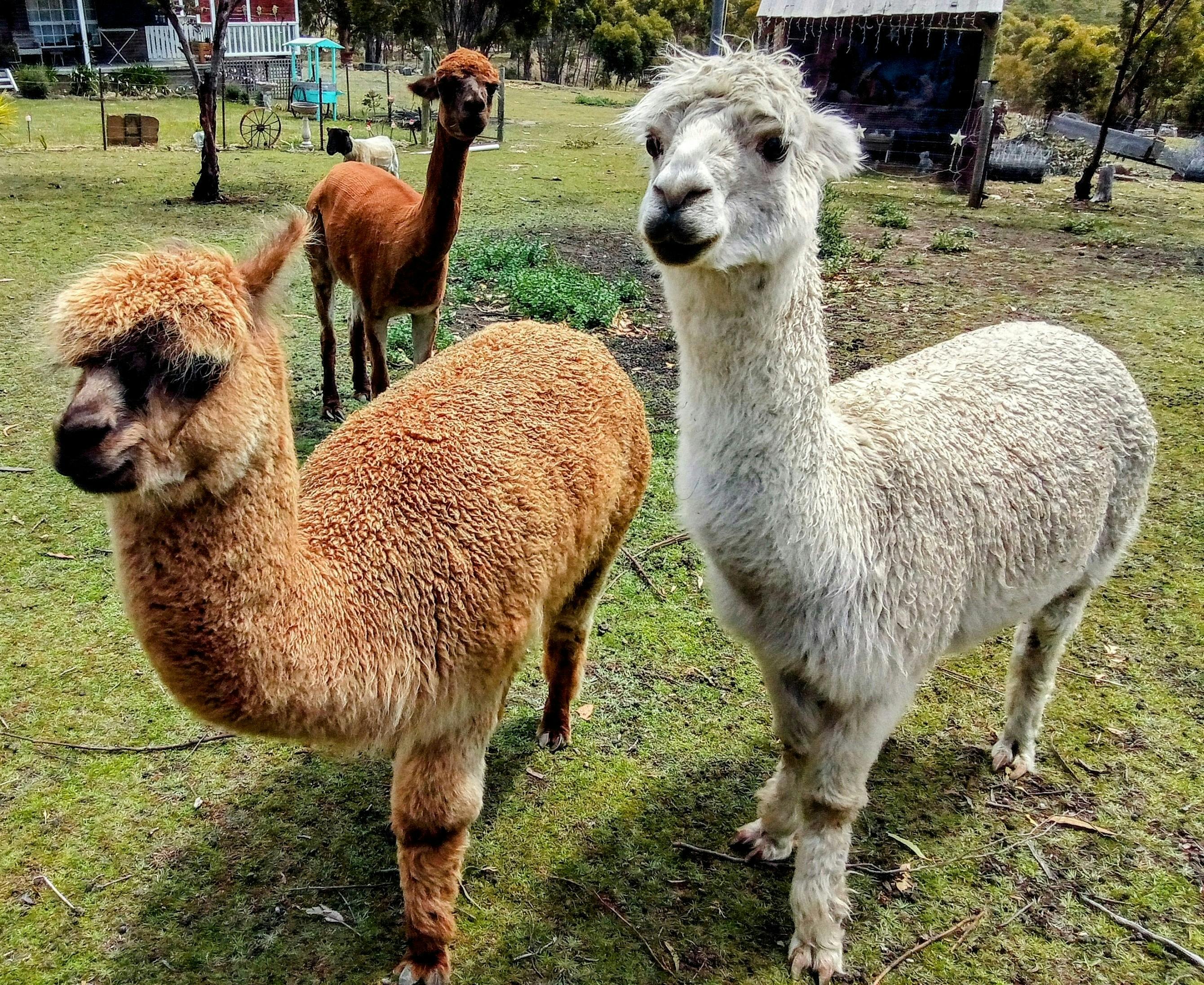 Some our alpacas