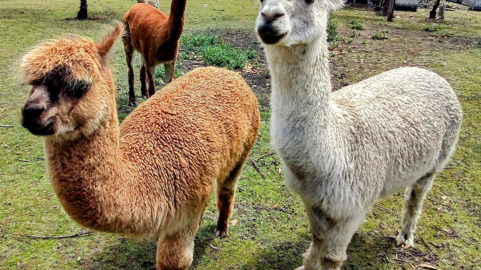 Alpacaz