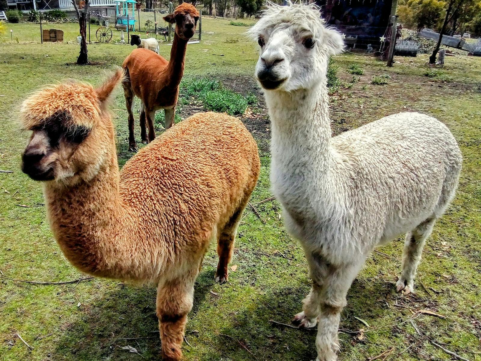Some our alpacas