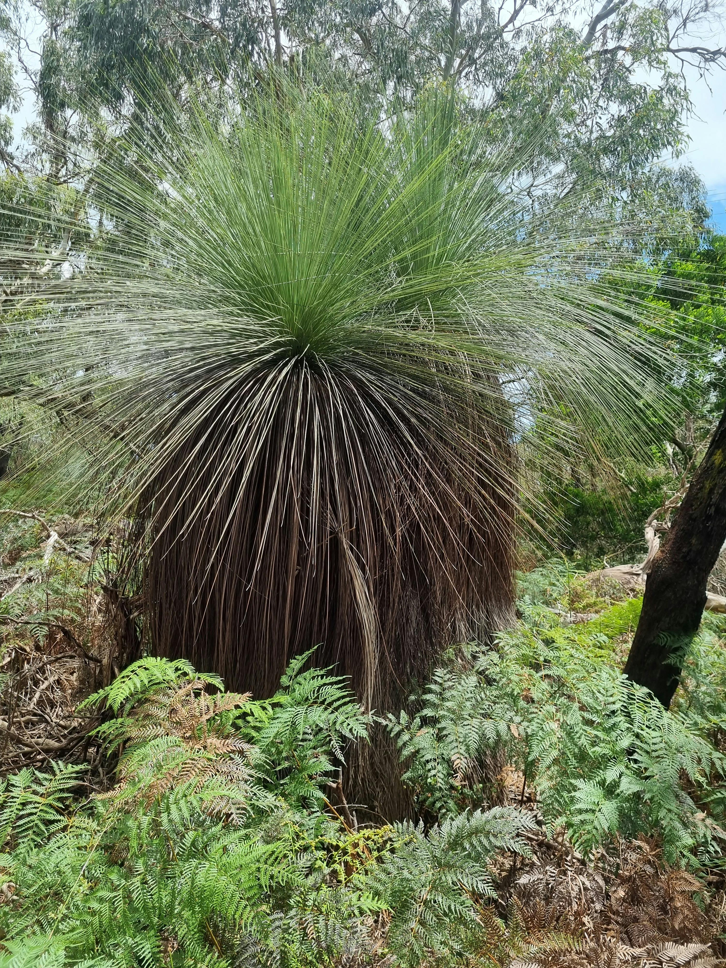 The hidden grass tree forest is another unique part of the Mornington Peninsula