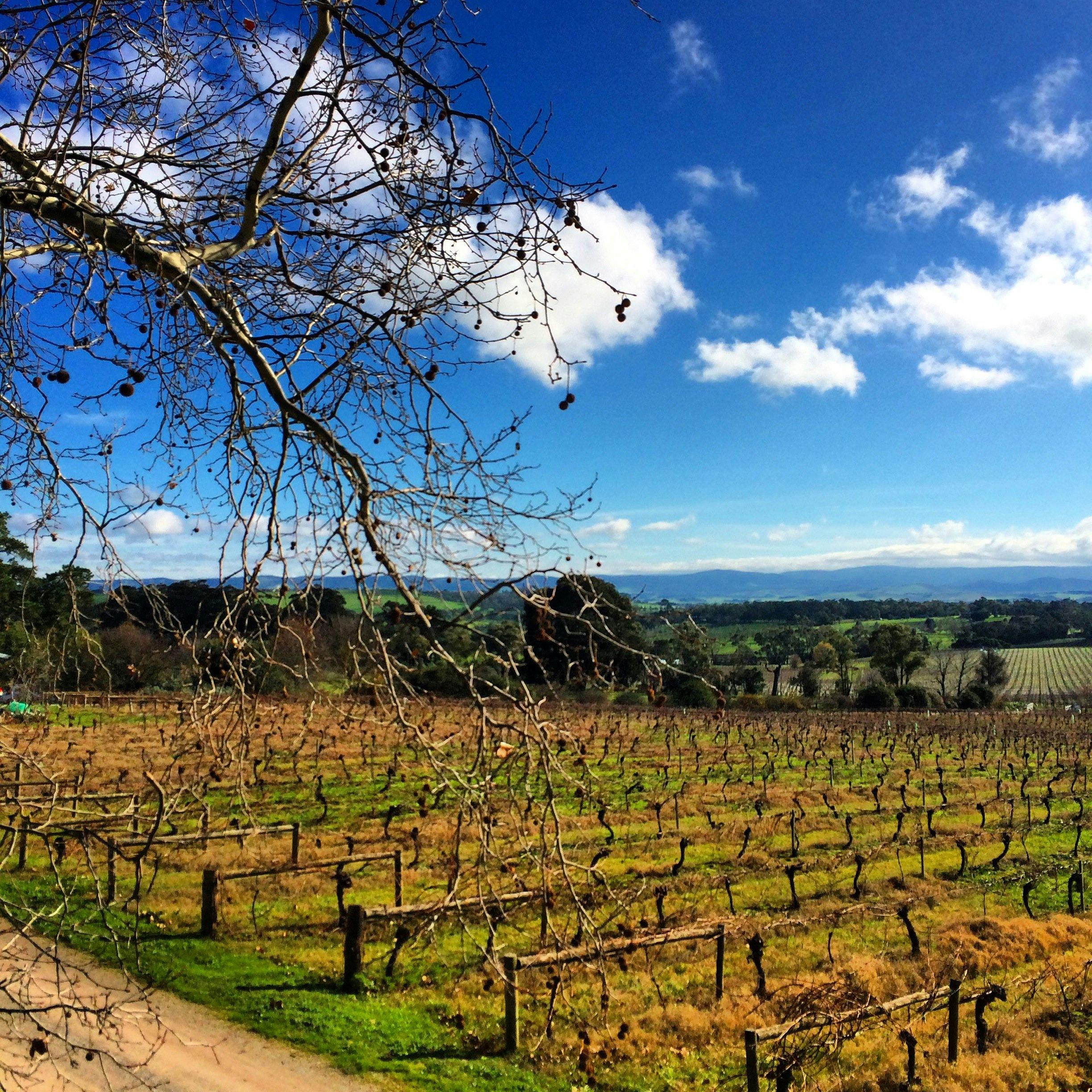 Private Tour Yarra Valley.