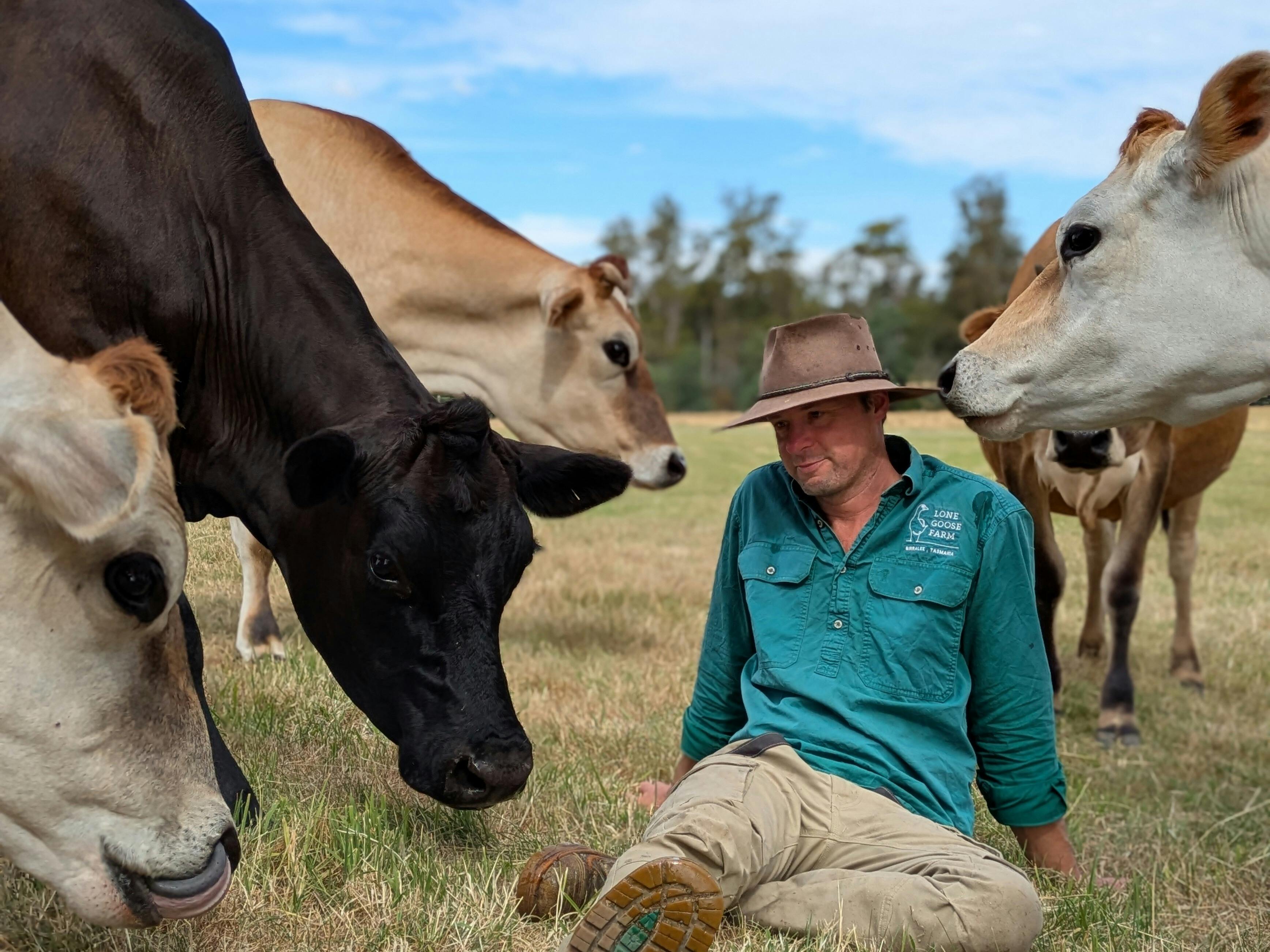 Farm owner sitting with Jersey Cows