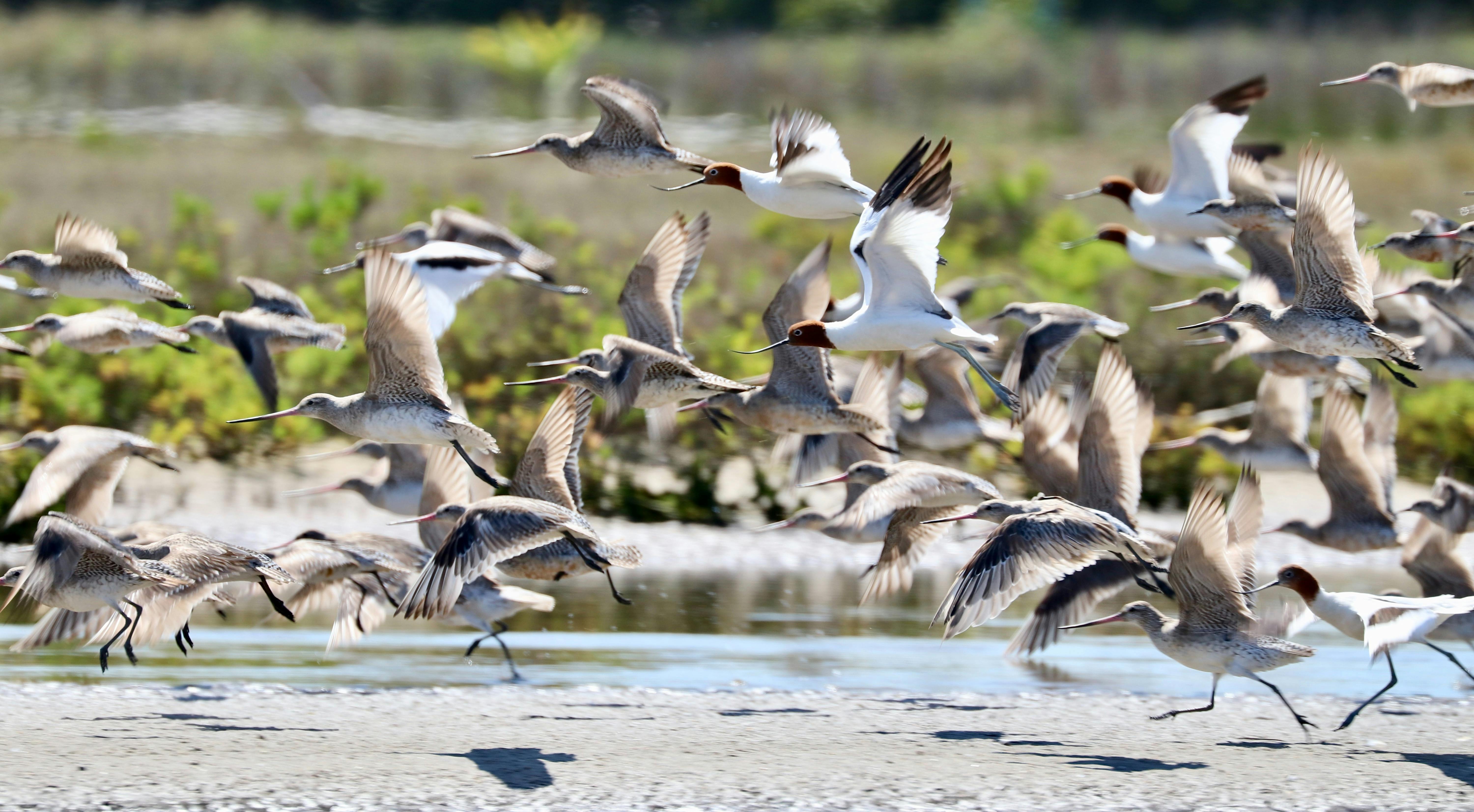 A group of shorebirds flying with green foliage in the background.