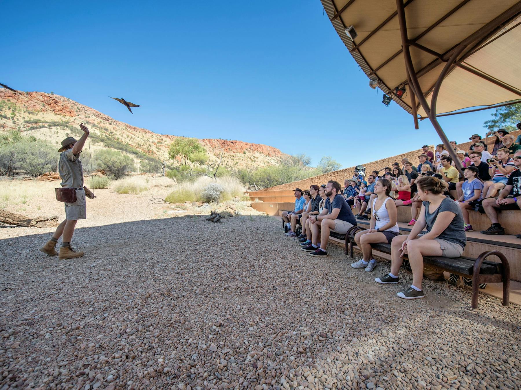 Nature Theatre - Free Flying Birds show