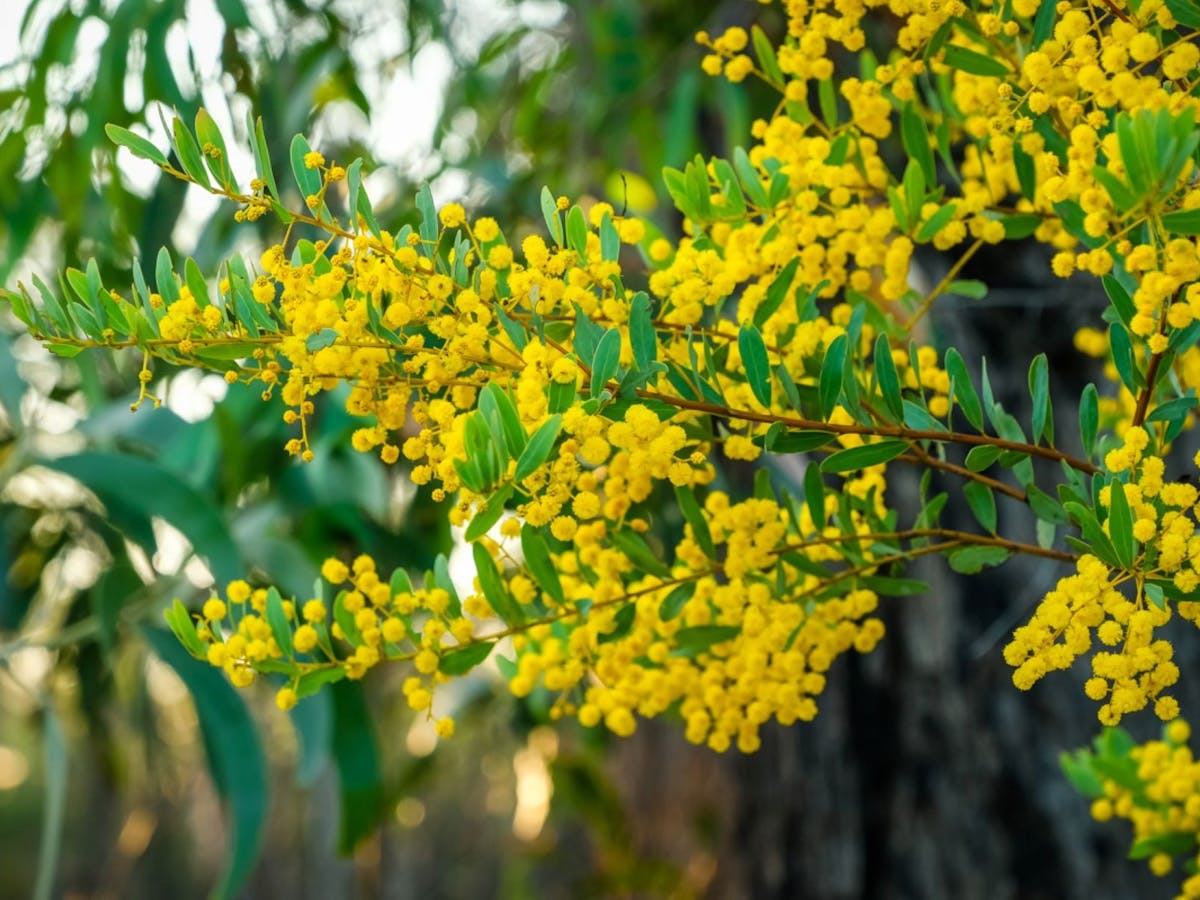 Enjoy the wattle flowering around the Western Downs.