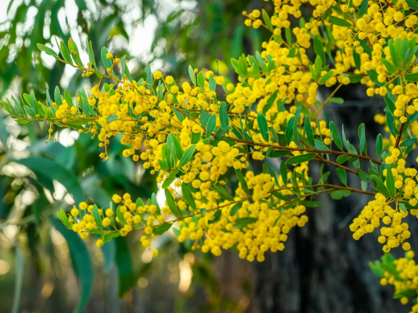 Enjoy the wattle flowering around the Western Downs. Enjoy the wattle flowering around the Western Downs.