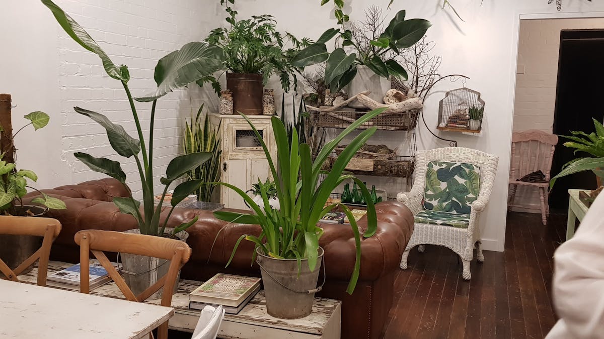 Sit on our beautiful leather lounge surrounded by greenery and vintage wares