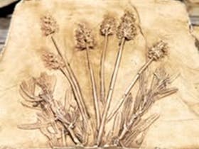 A plaster image of six fluffy flowers with foliage halfway up the plant in a brown colour.