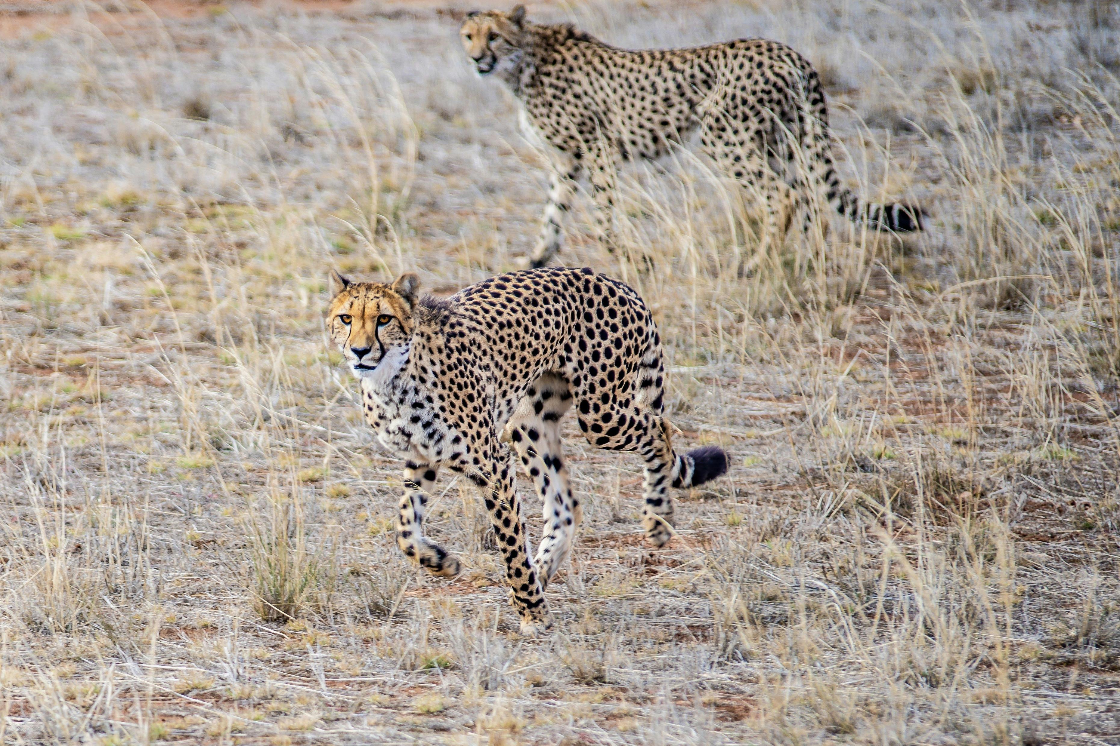 Monarto Zoo