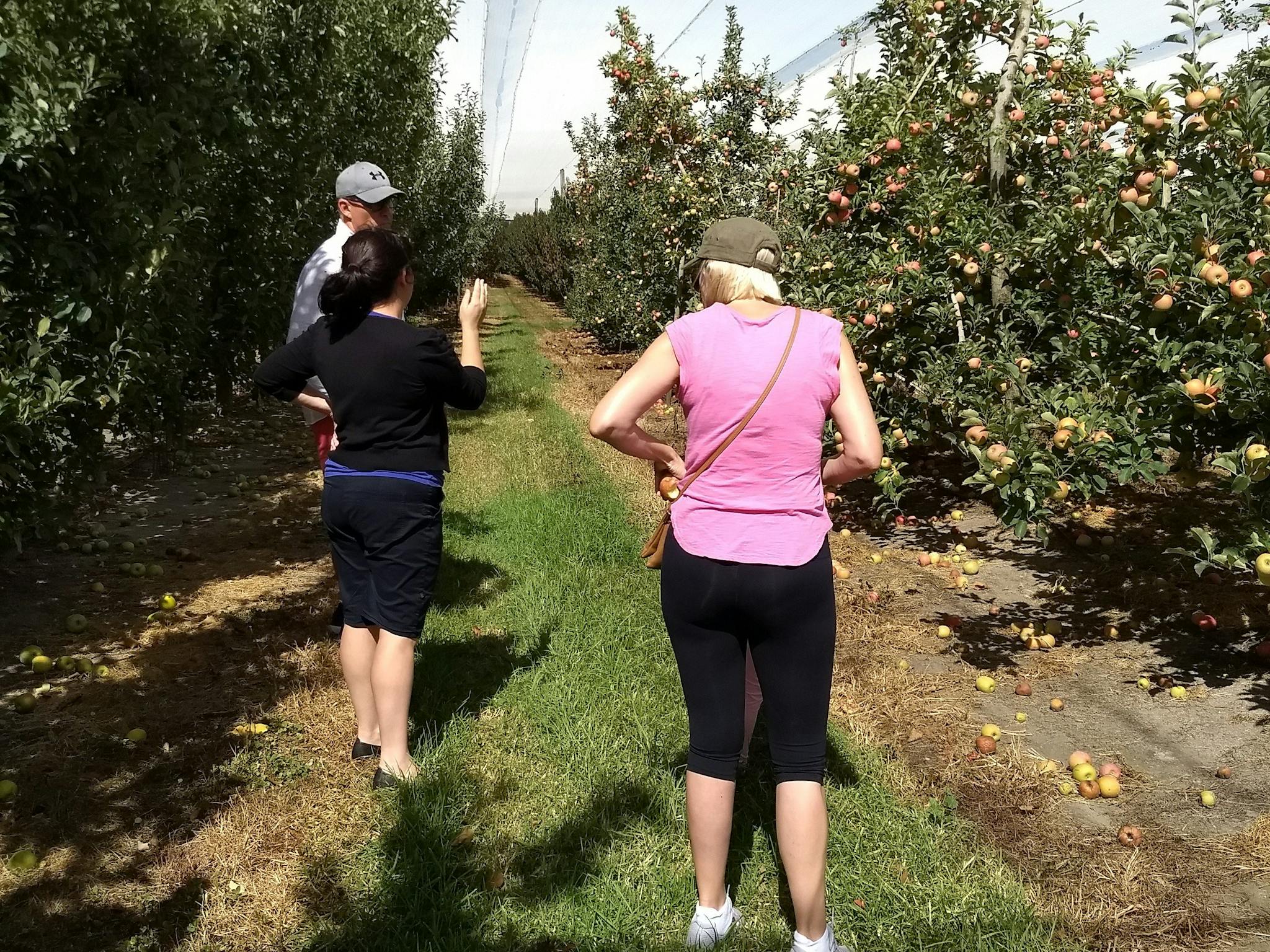 Queensland apples are grown in Stanthorpe