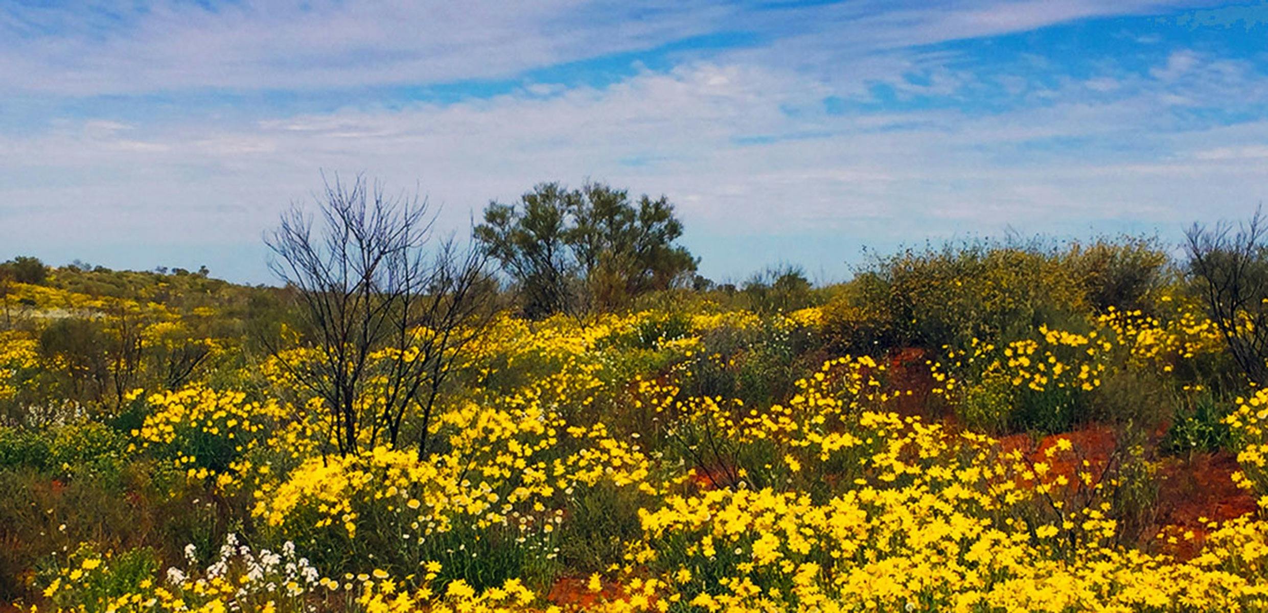 Wildflowers in the Simpson Desert