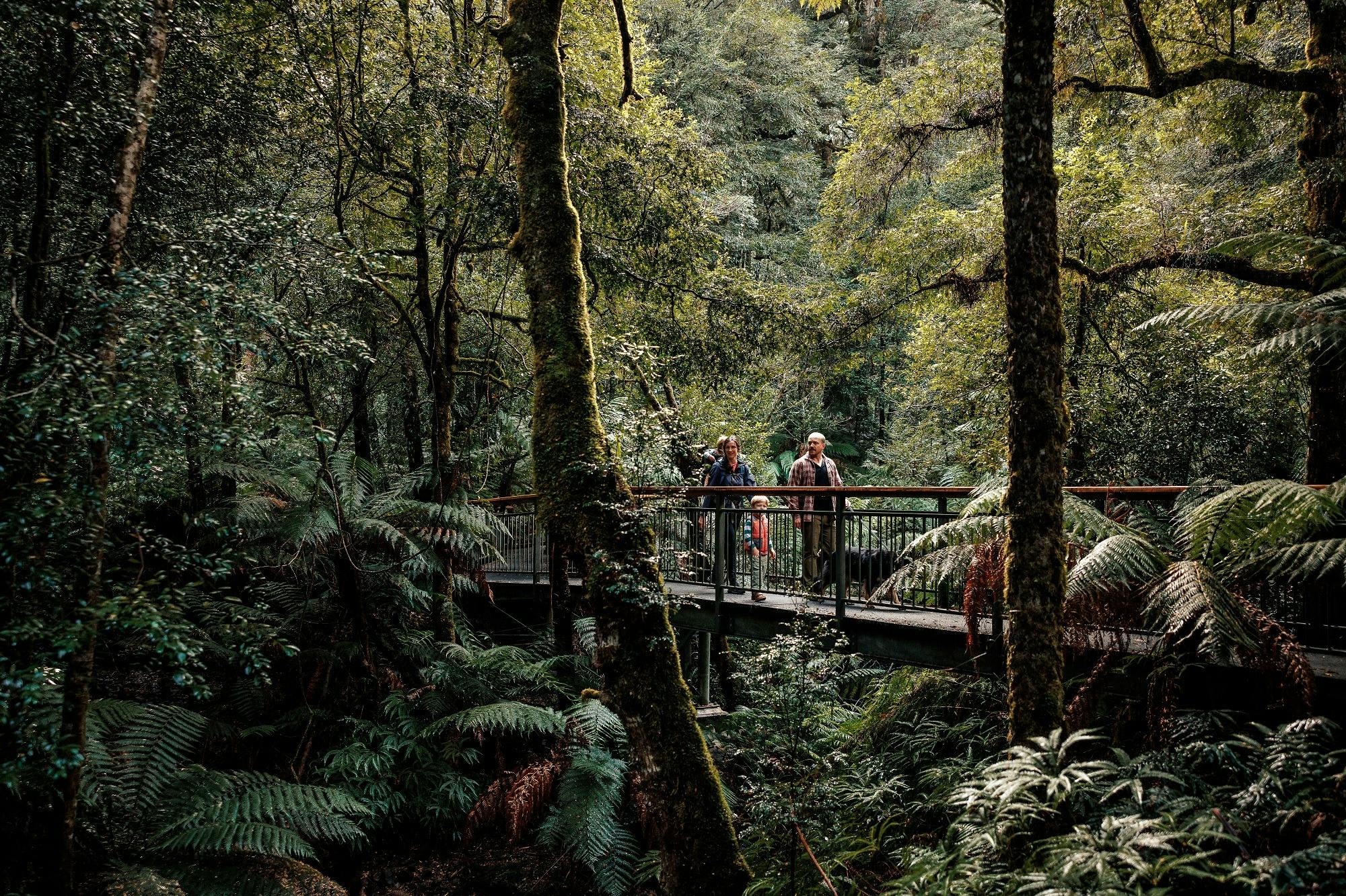 A family walking across a boardwalk in the forest.