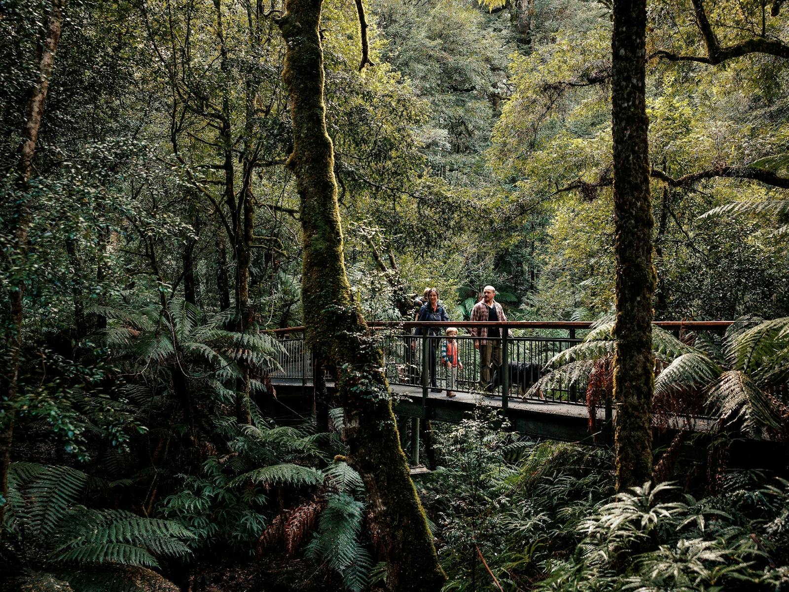 A family walking across a boardwalk in the forest.