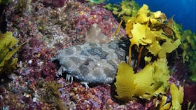 China Wall Dive Site