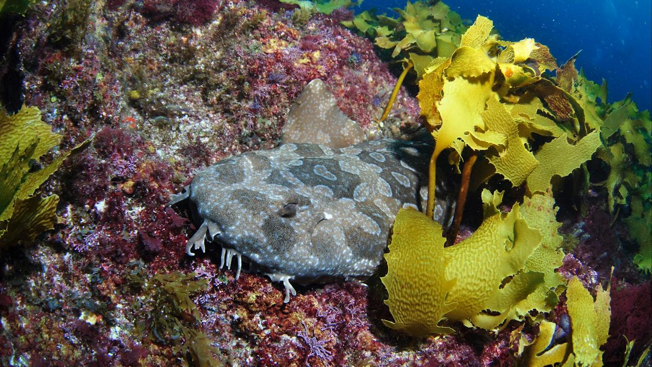 China Wall Dive Site
