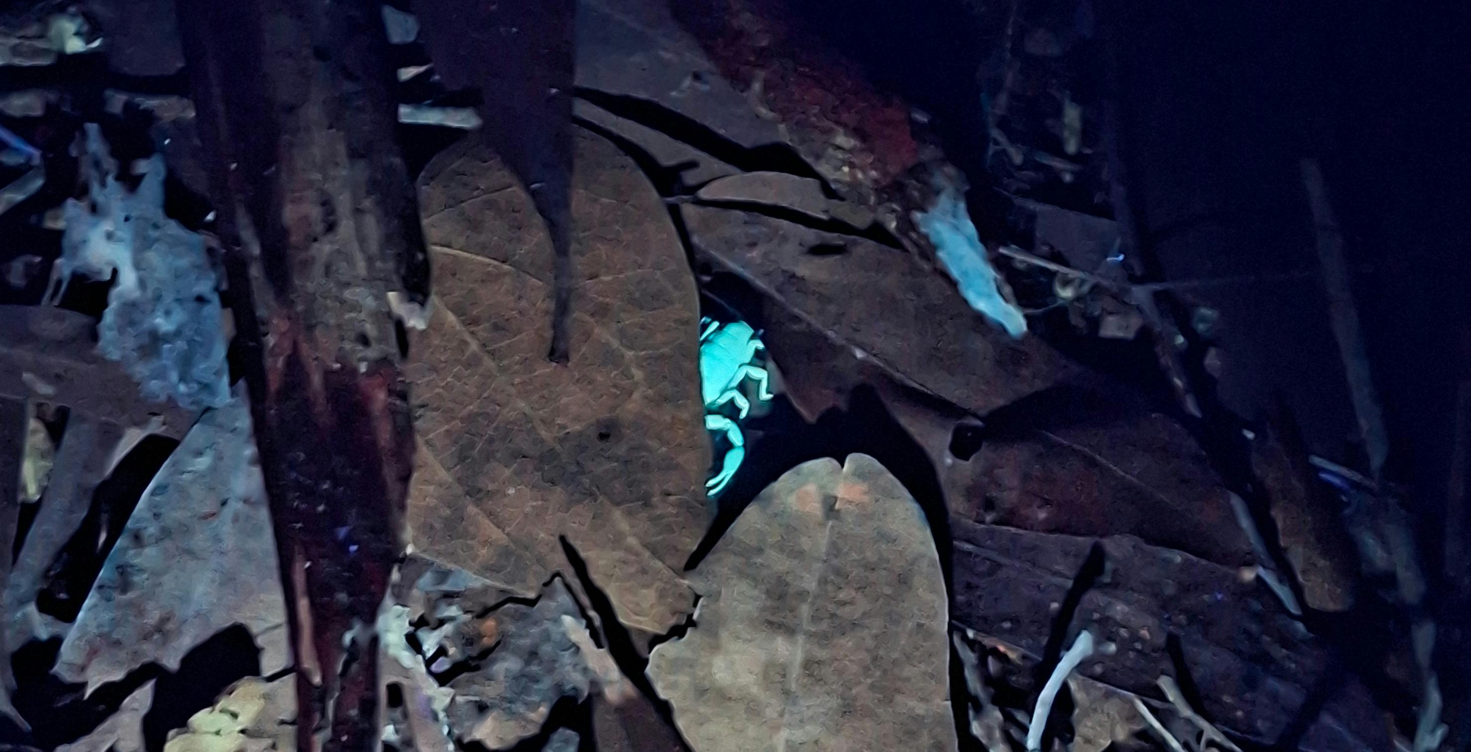 Black Light Nights