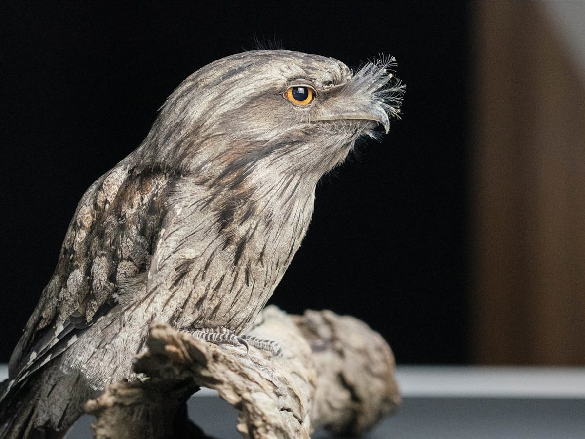 Wildlife Photography Workshops (Beginner)