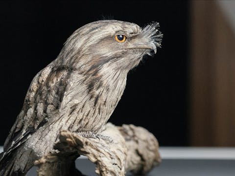 Wildlife Photography Workshops (Beginner)