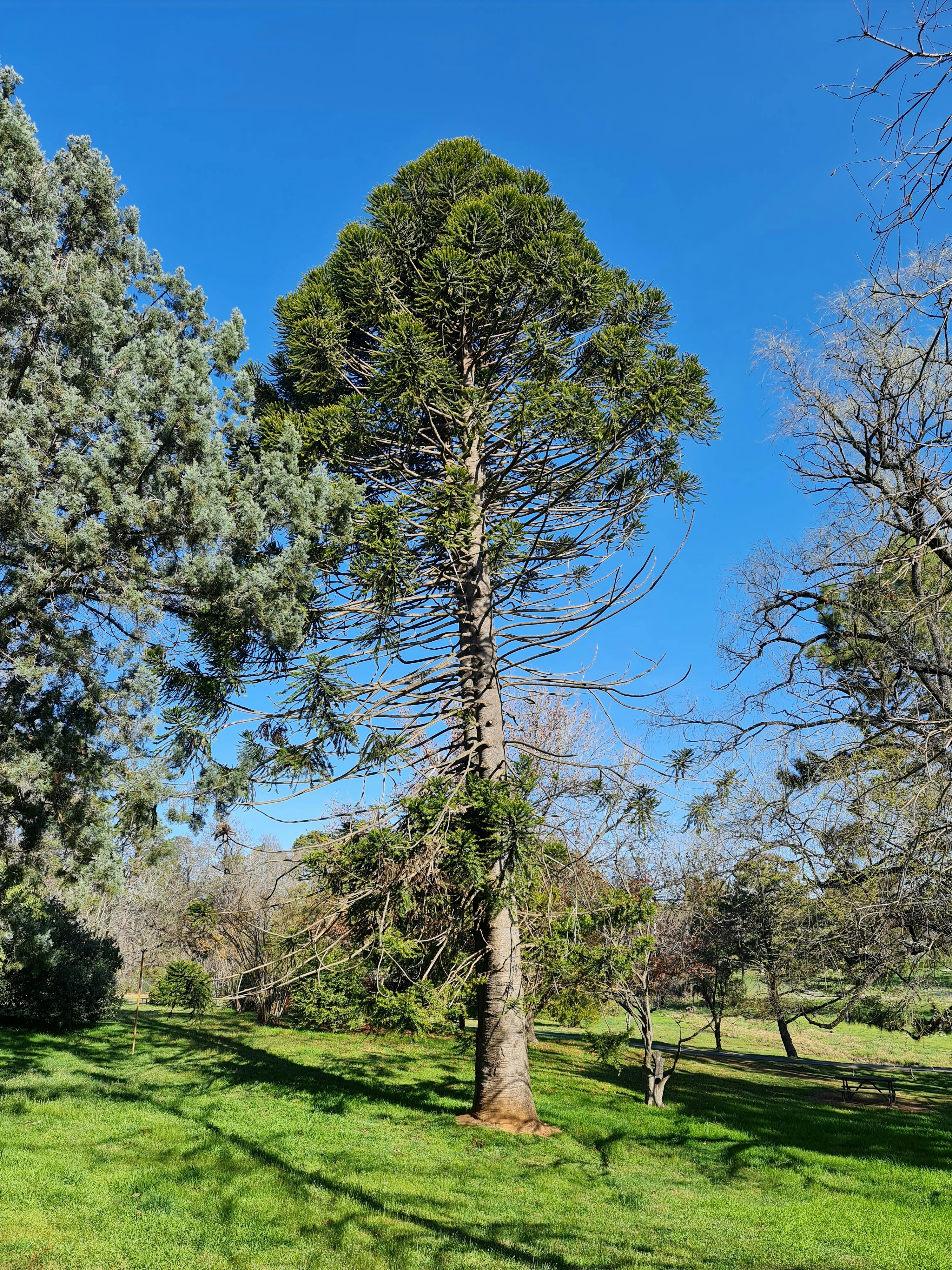 Araucaria bidwilli story is featured on teh tour