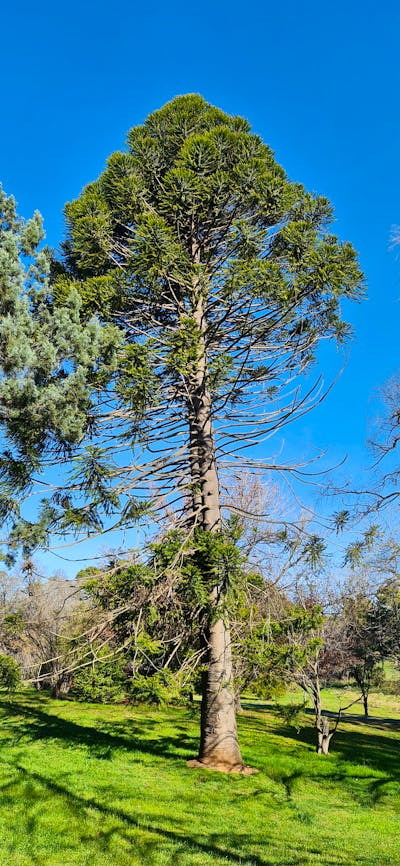 Araucaria bidwilli story is featured on teh tour