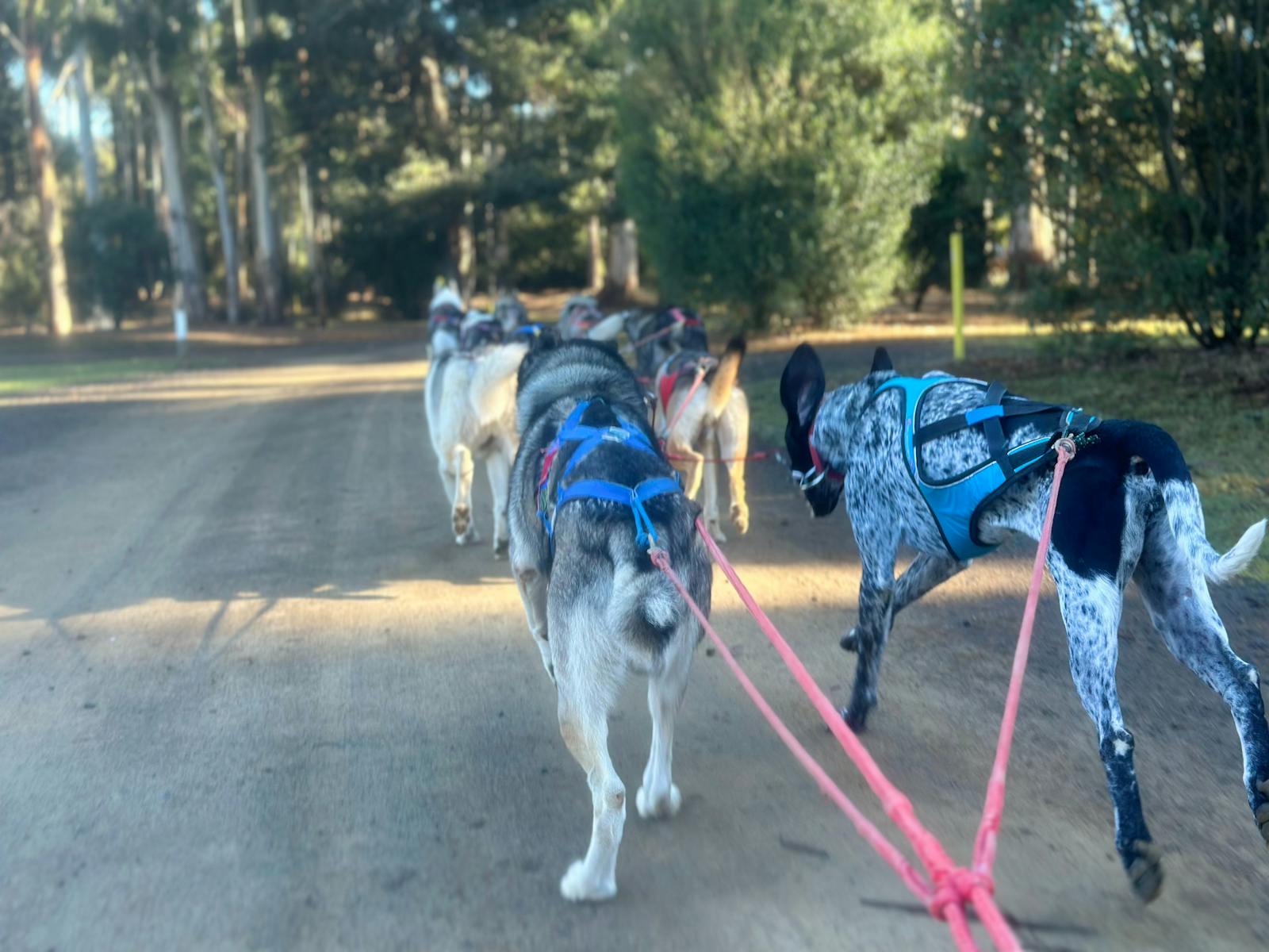 Sled dogs