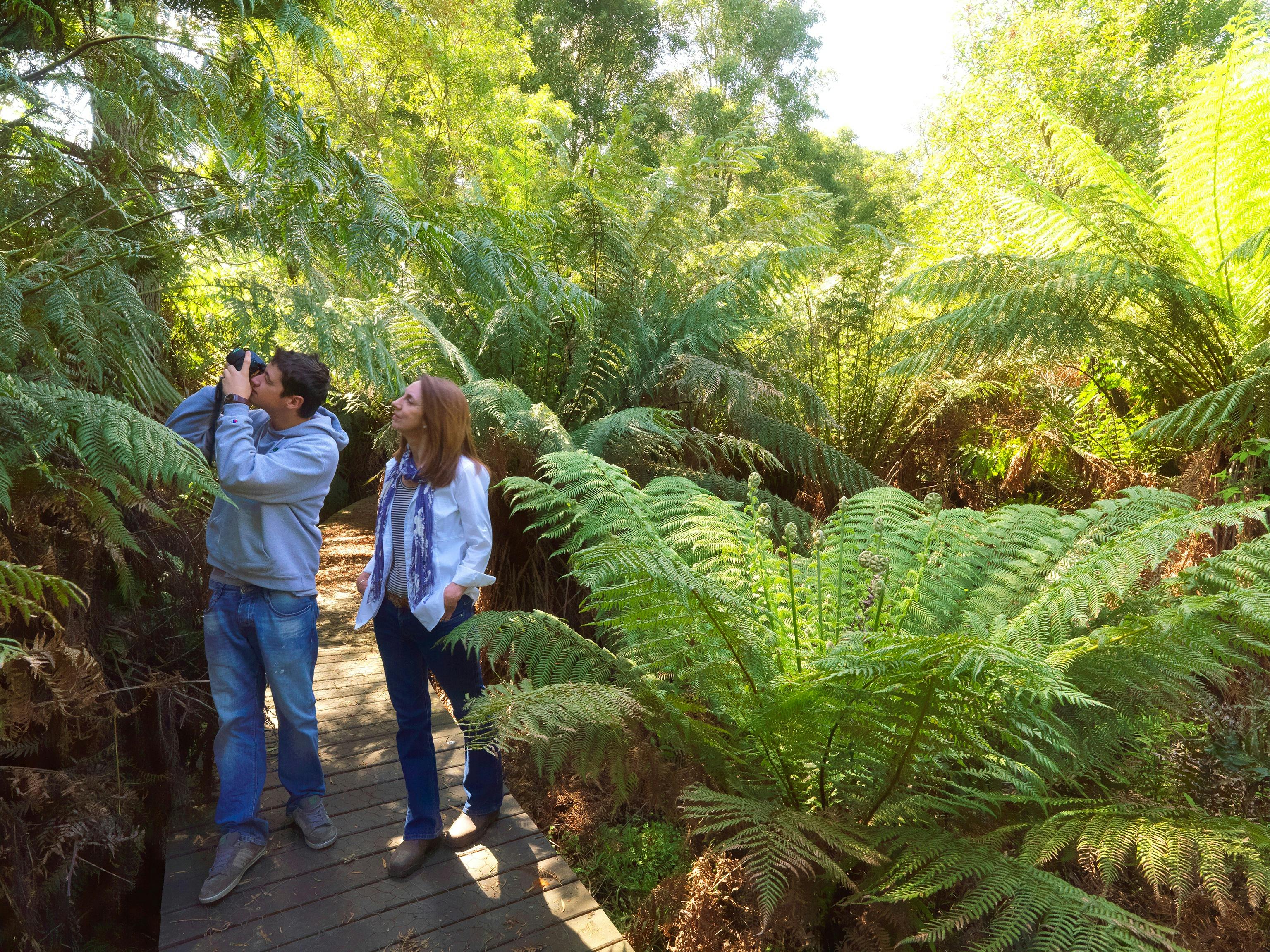 Boardwalk at Endeavour Fern Gully