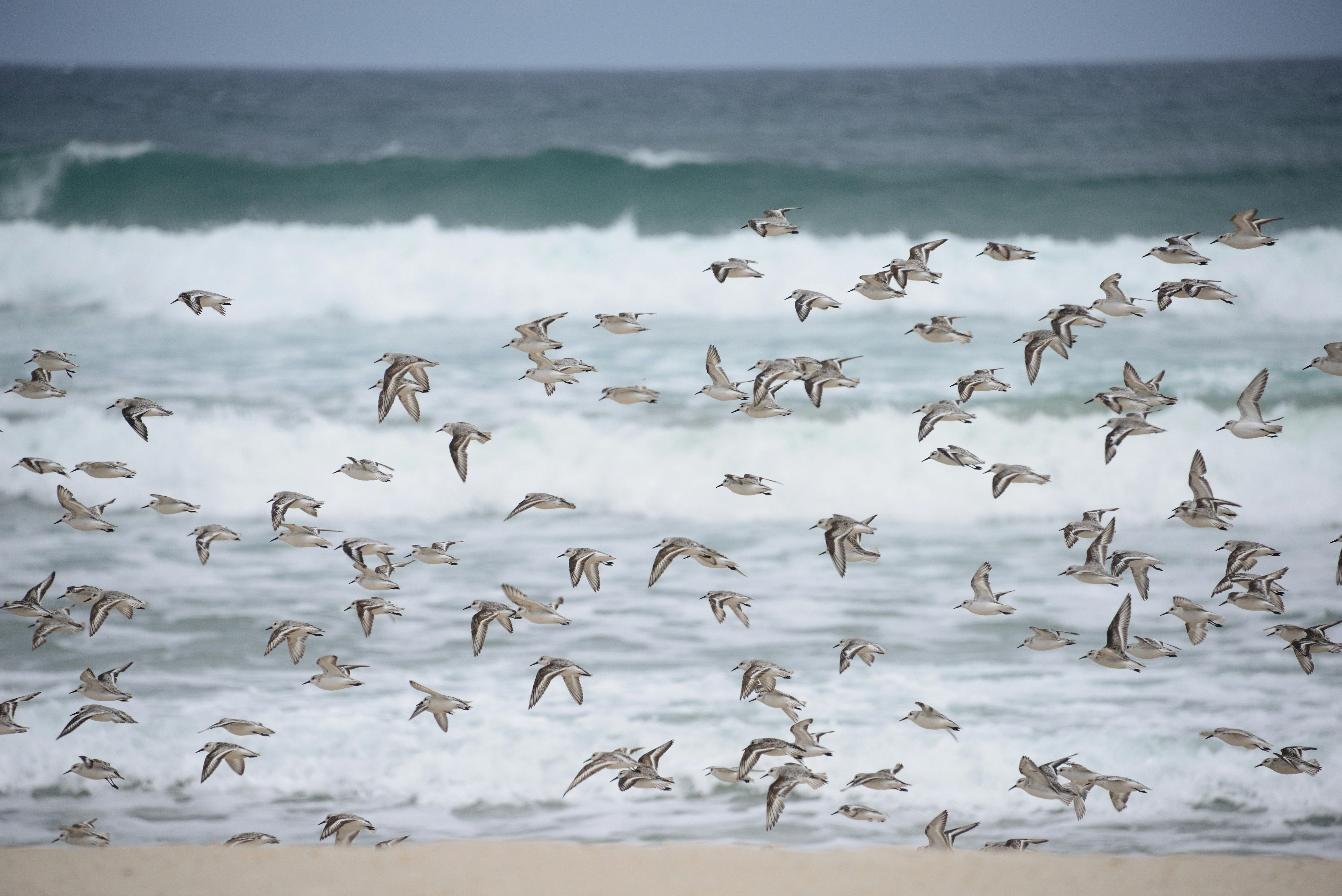 Pemberton Discovery Tours, Pemberton, Western Australia