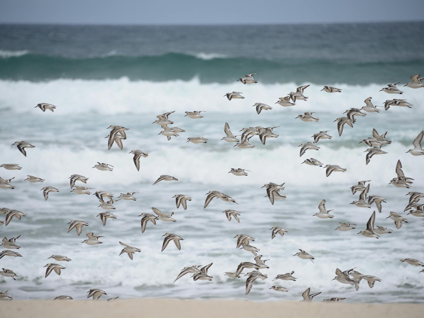 Pemberton Discovery Tours, Pemberton, Western Australia