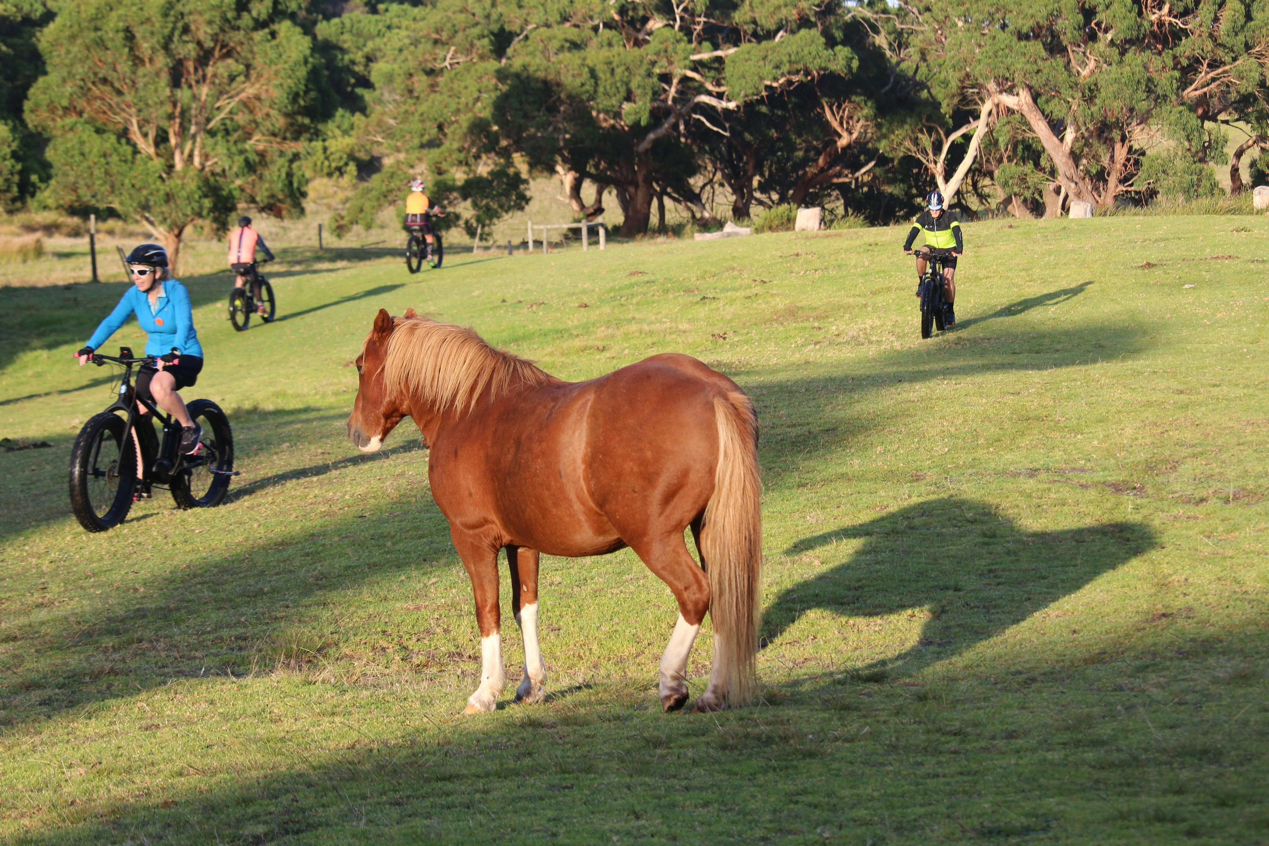 AllTrails Bicycle Tours Great Ocean Road Cycle Tour