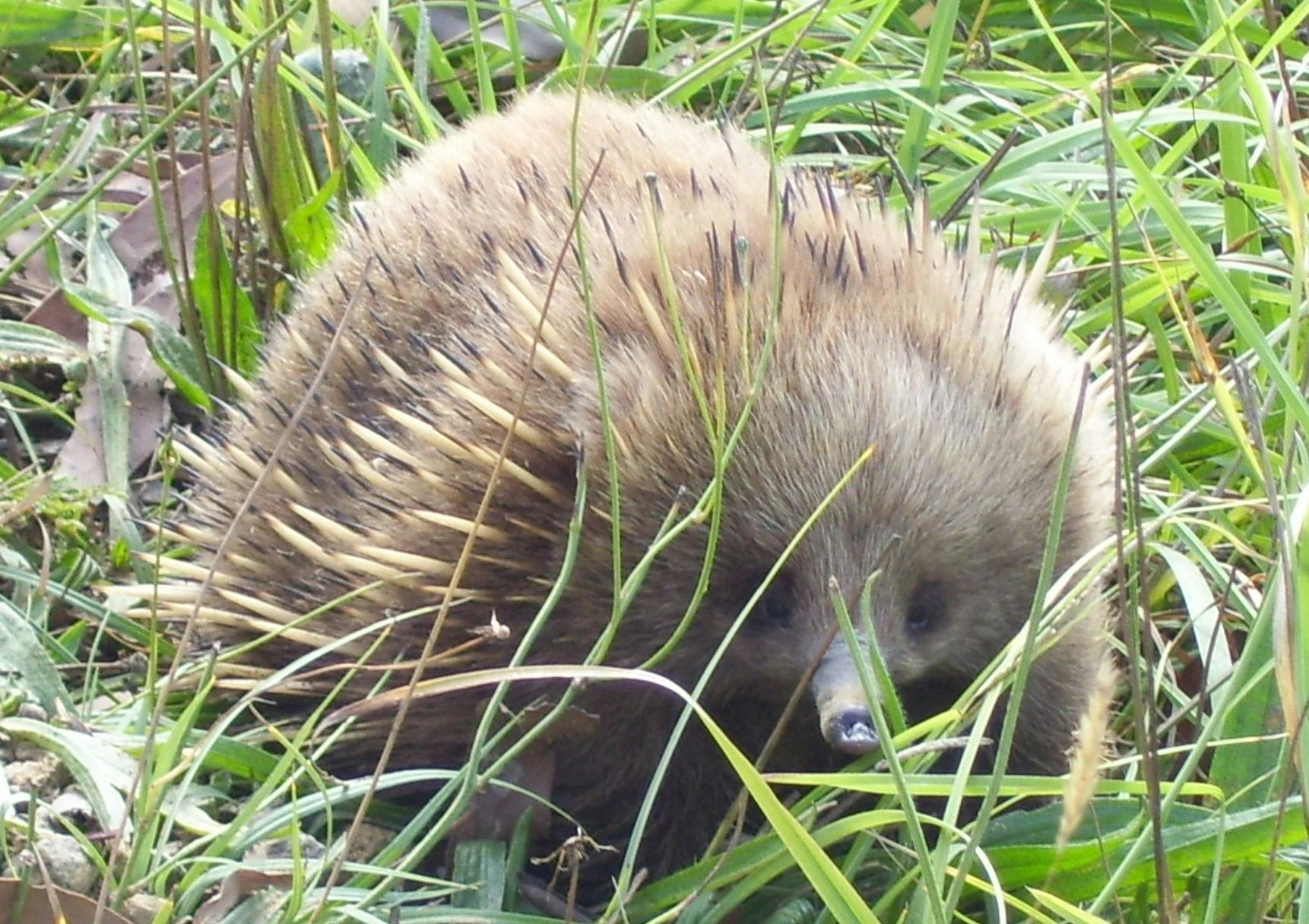 Echidna.