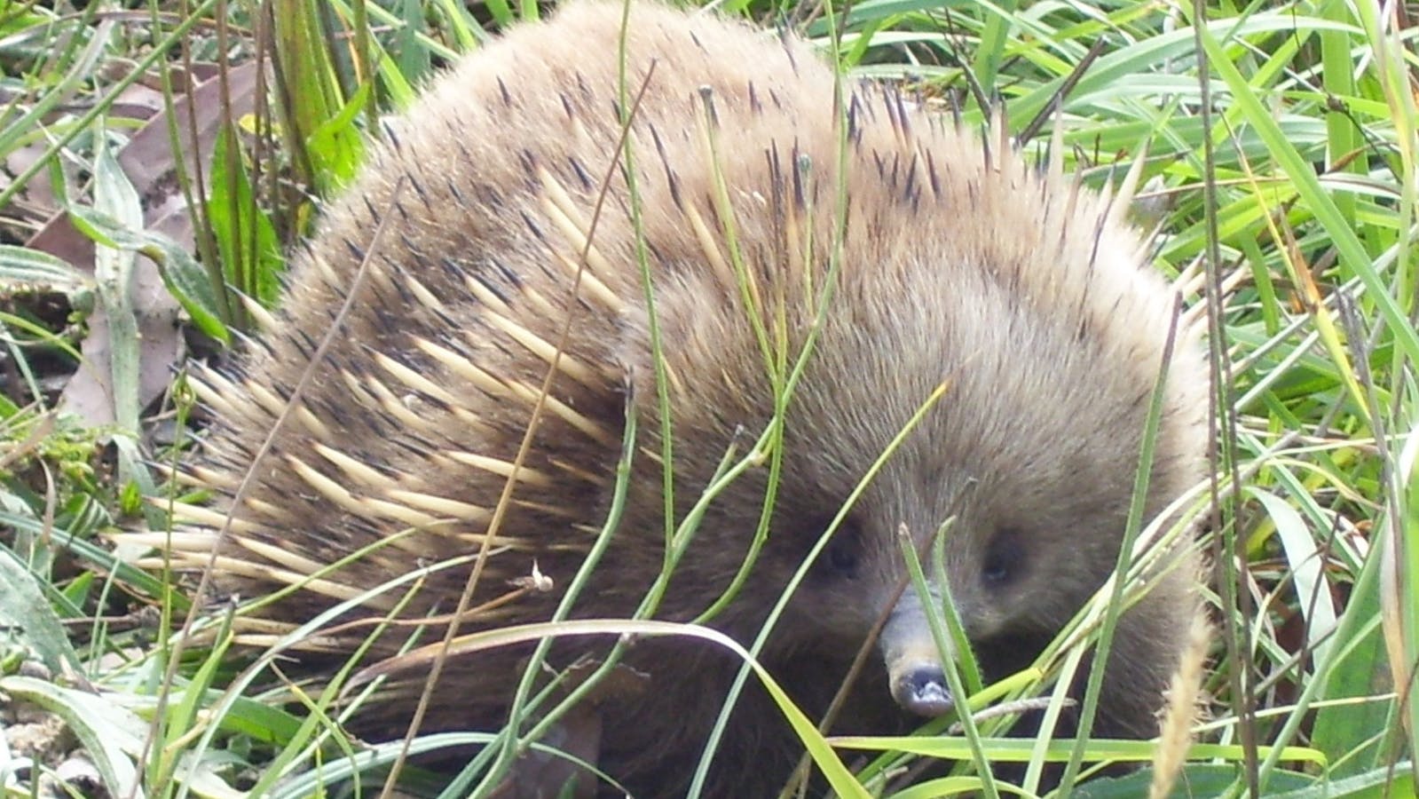 Local wildlife.