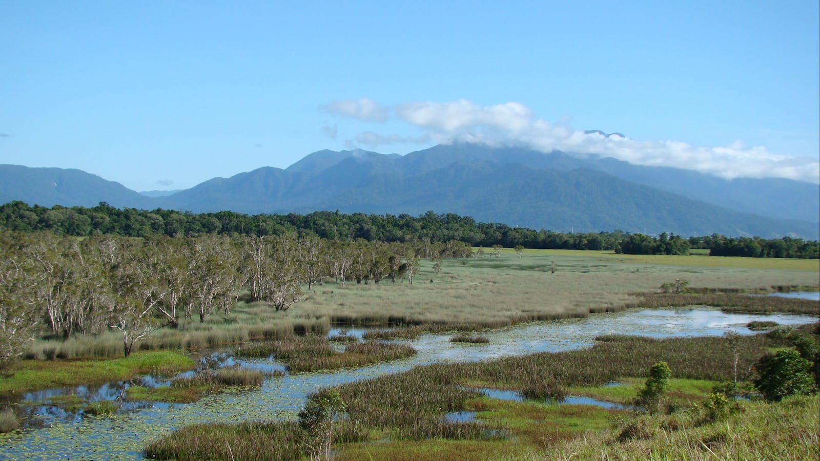 Eubenangee Swamp National Park