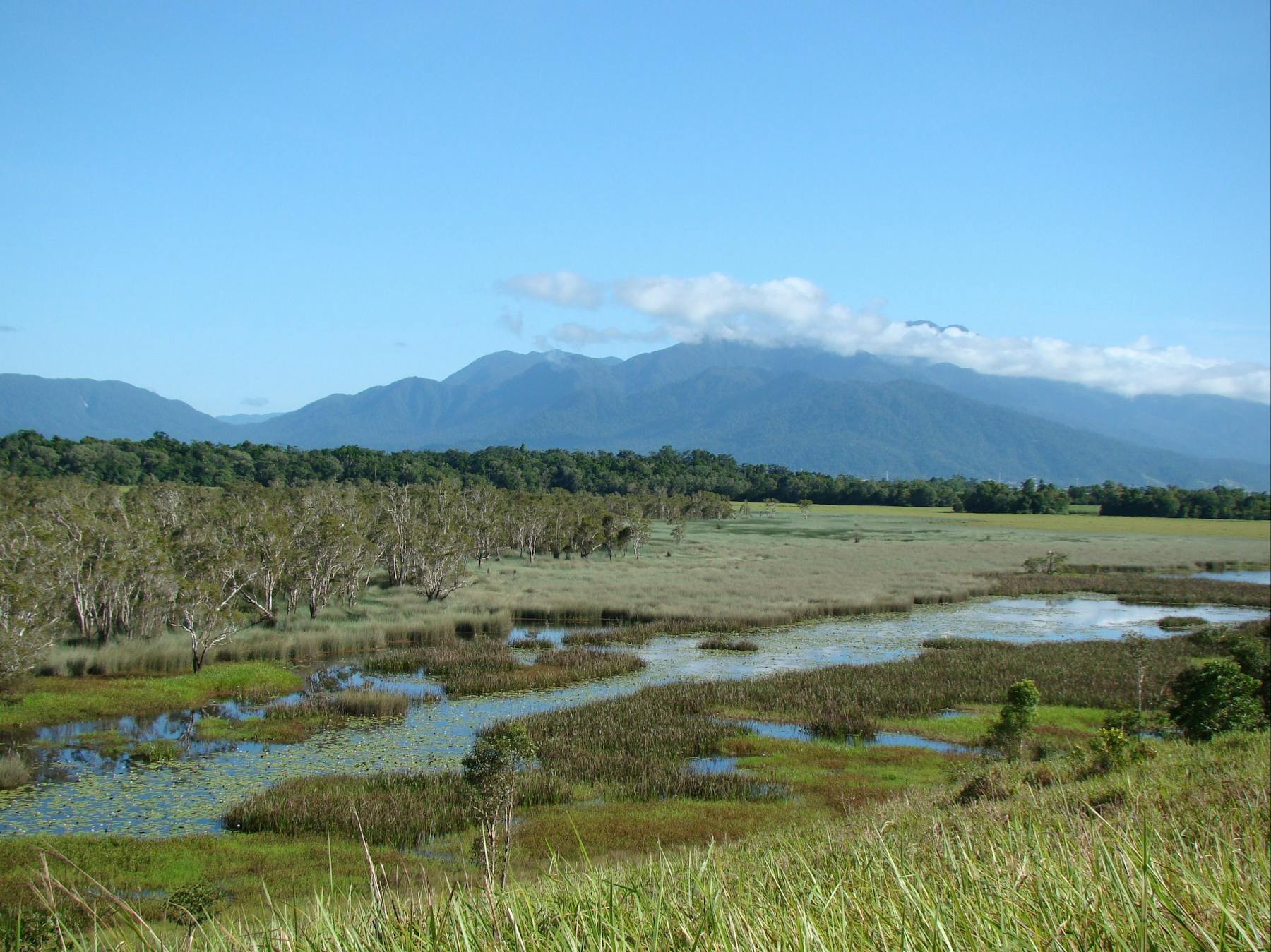 Swamp with mountainous backdrop at Enbenangee Swamp.