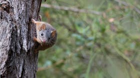morialta