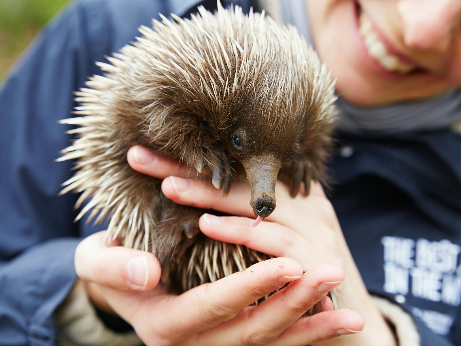 Baby echidnea