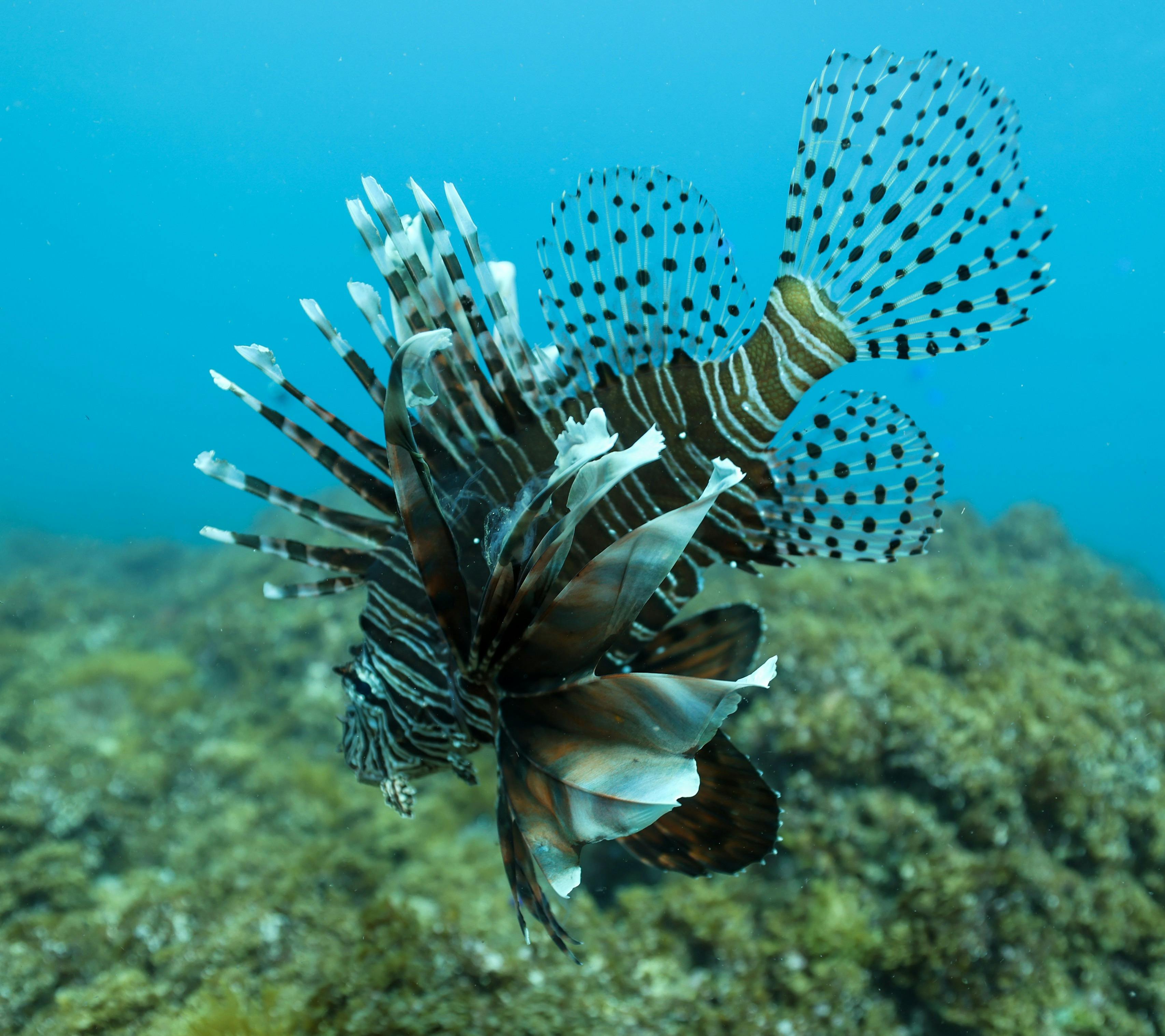 lion fish at julian rocks snorkel tour