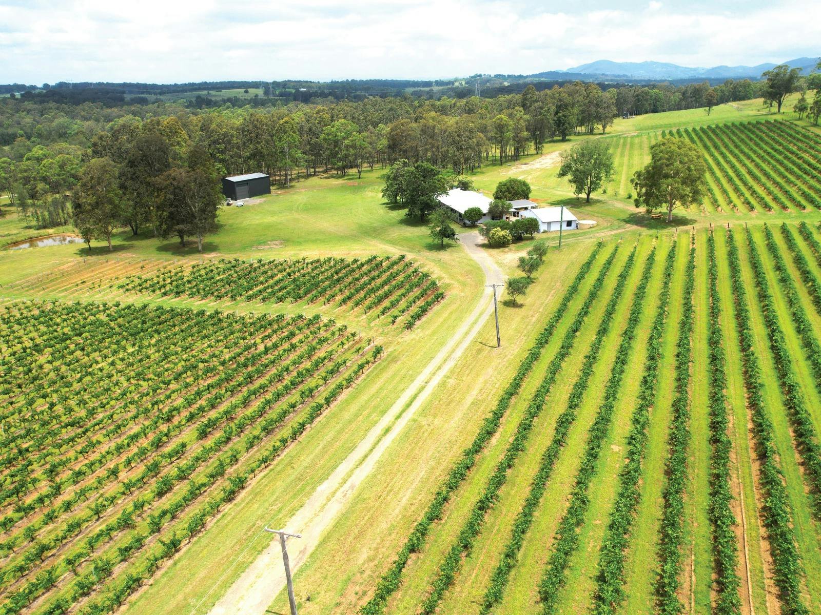 Vineyard Escape Farm Stay