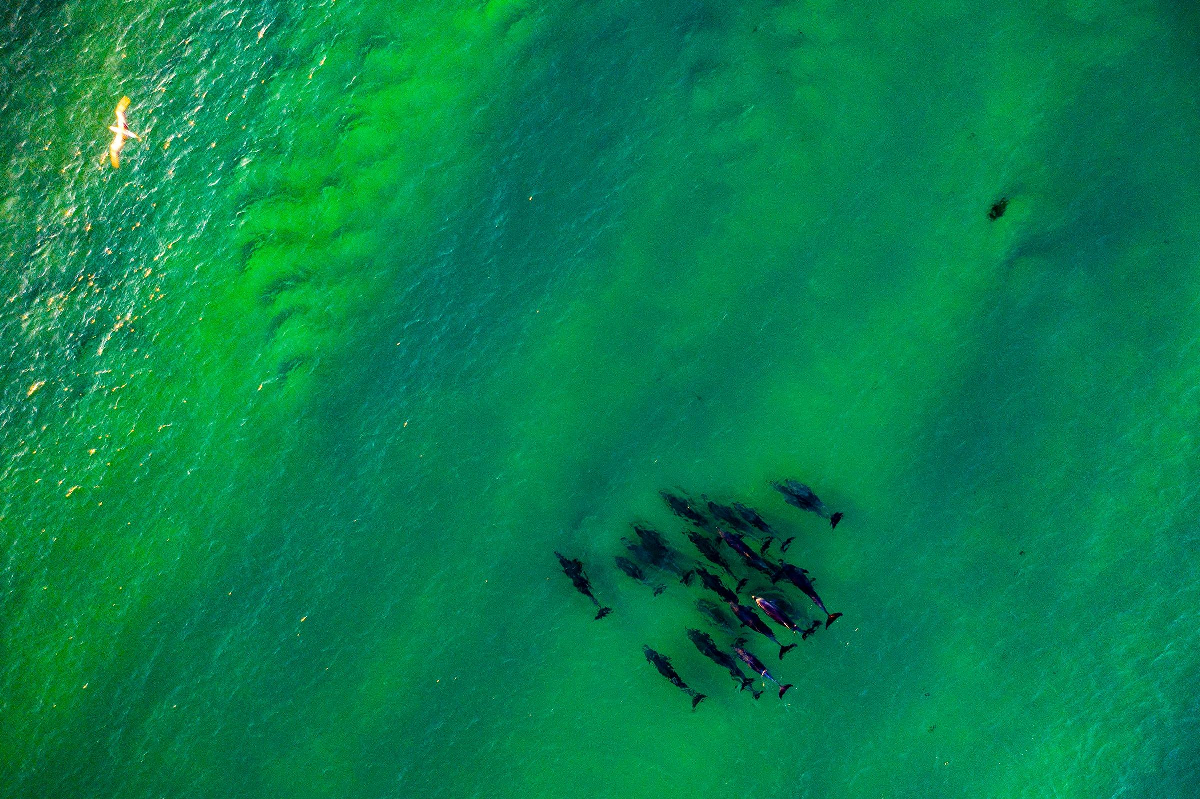 Positive Energy Dolphin Spotting