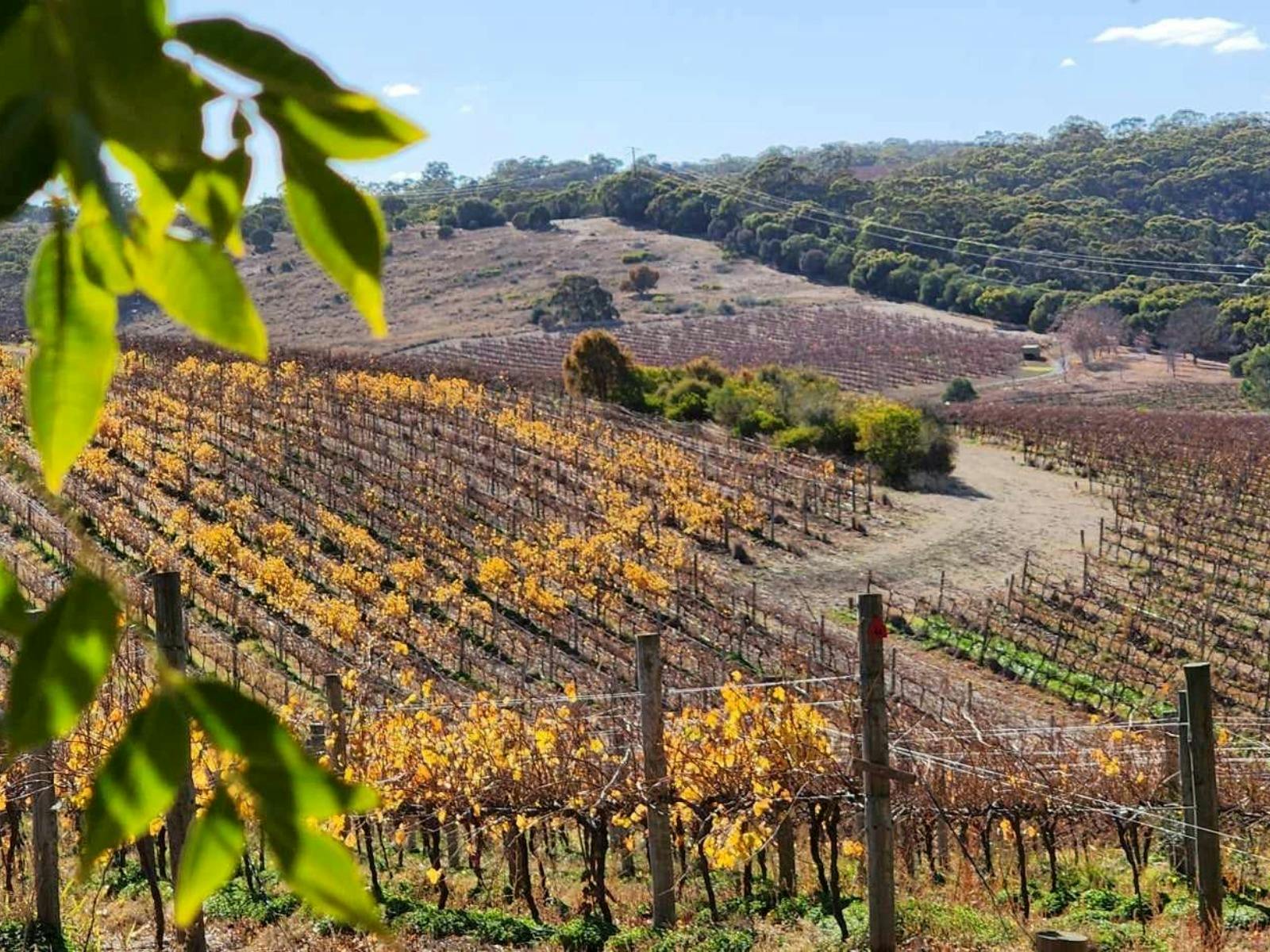 View of the vineyard from Aphelion Cellar Door