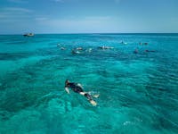 A wide pan view of snorkelers swimming on the Great Barrier Reef